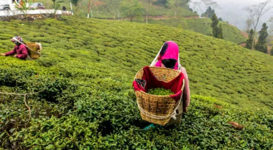 Beautiful tea estate slopes in Darjeeling with workers plucking tea leaves.