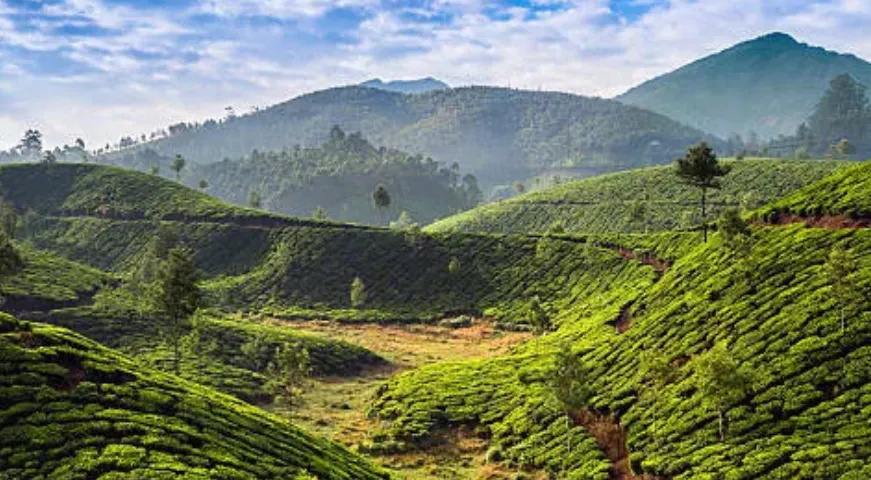 Panoramic view of lush green rolling tea gardens in Darjeeling under a cloudy blue sky.